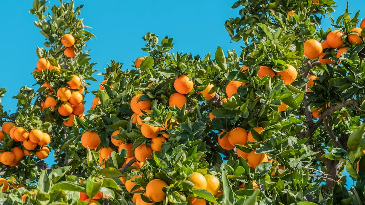 Arbre fruitier pas cher : définition, effets et limites