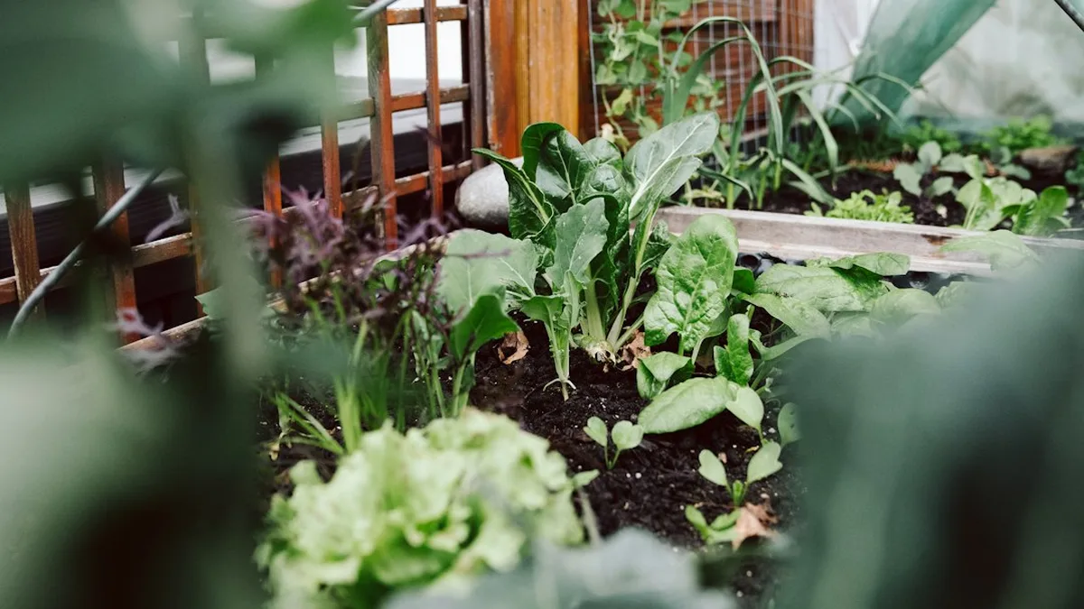 Arche potager : ce qu’il faut savoir