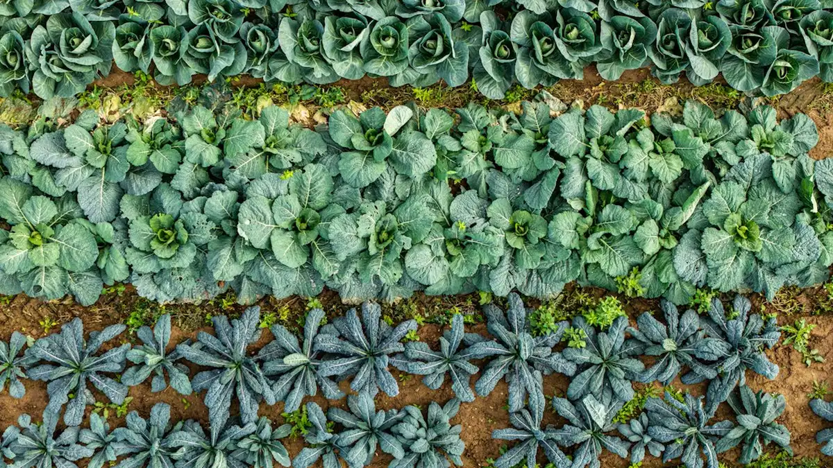 Bordures pour potager : mode d’emploi