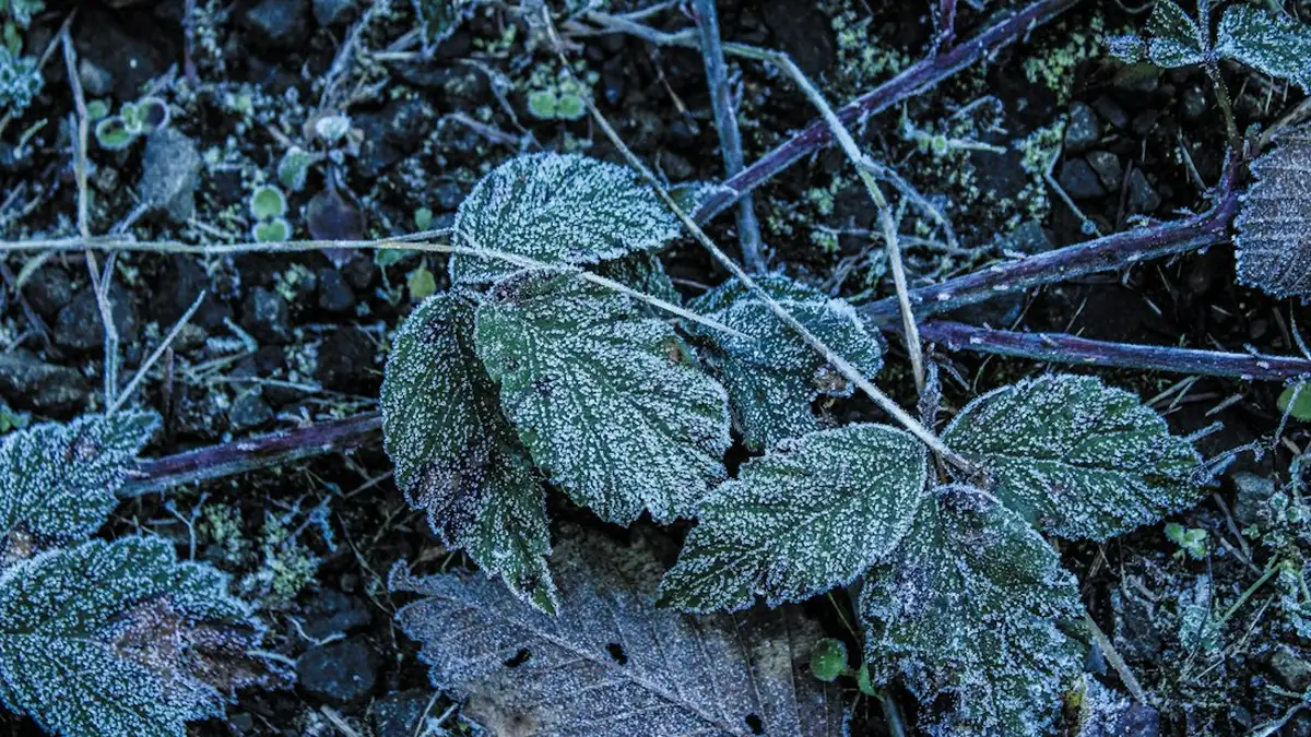 Les conditions qui décident : climat, région, gel