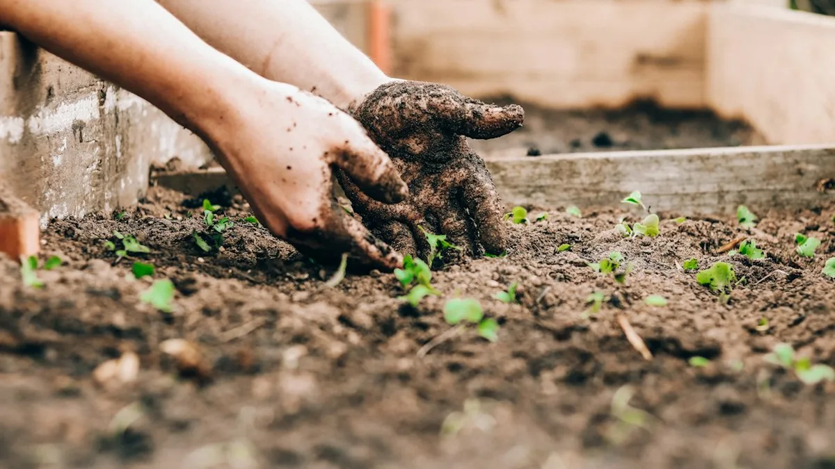 Calendrier des plantations au potager : mode d’emploi