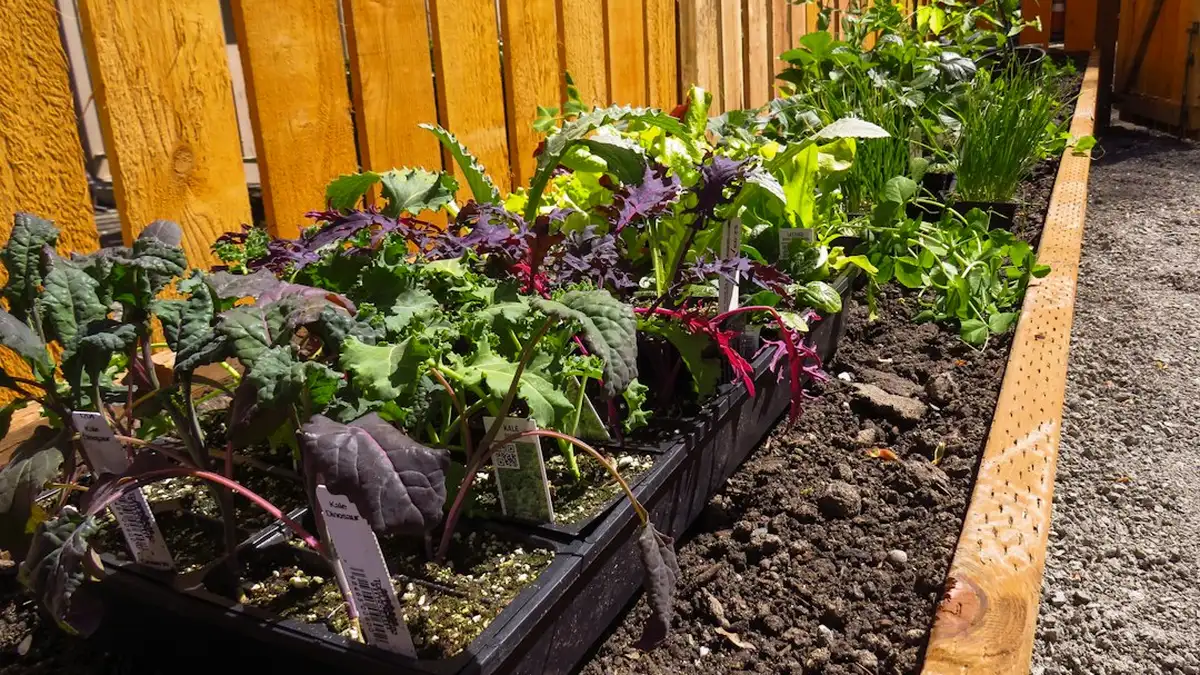 Carré potager en bois surélevée : comprendre et agir