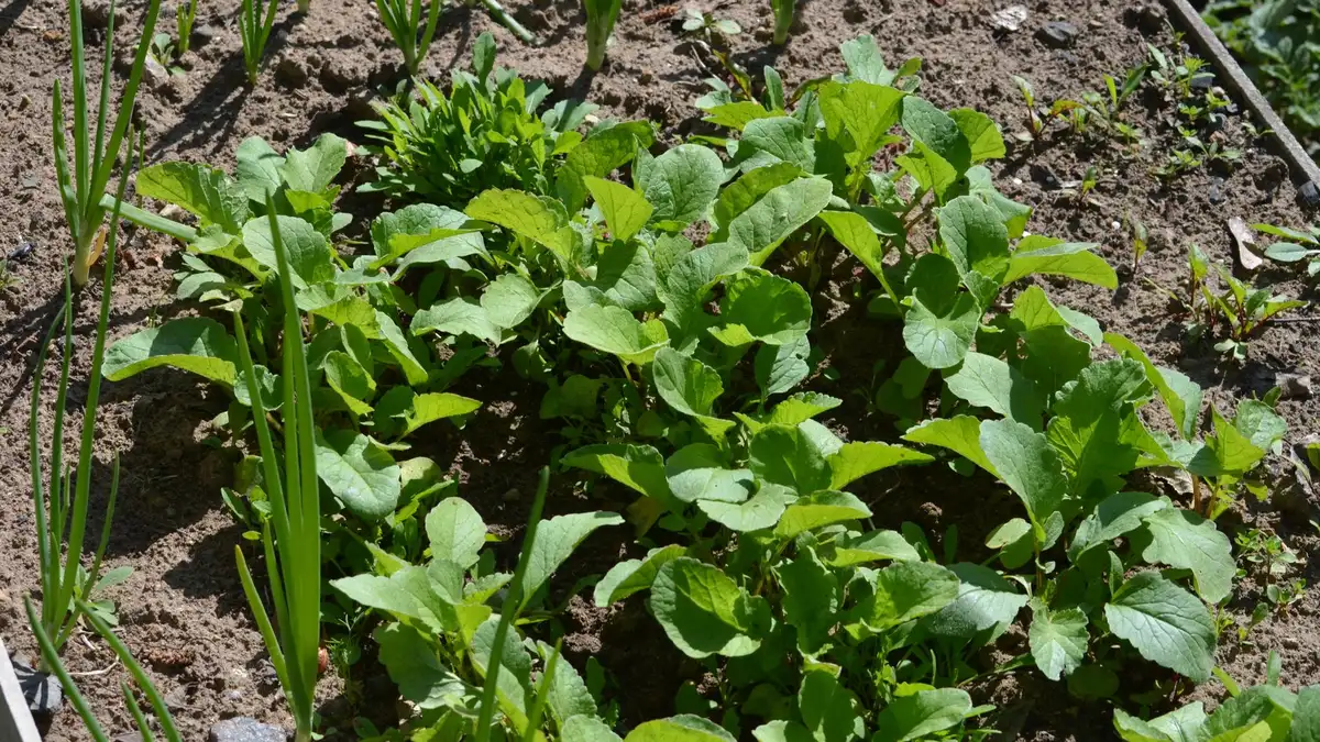 Carré pour potager pas cher : ce qu'il faut savoir
