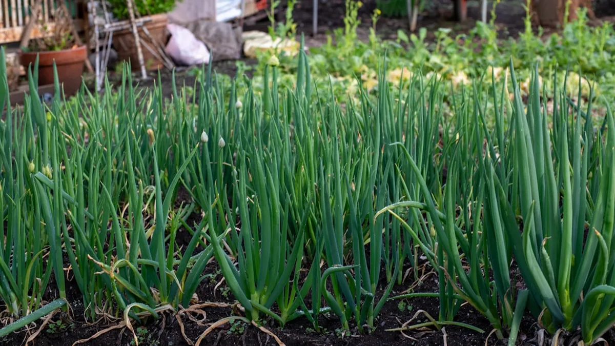 Comment arroser une orchidée