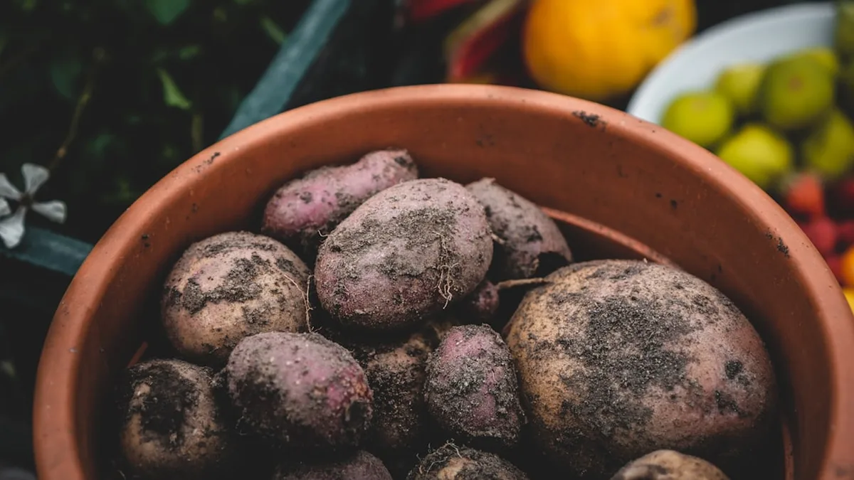 Comment planter des patates