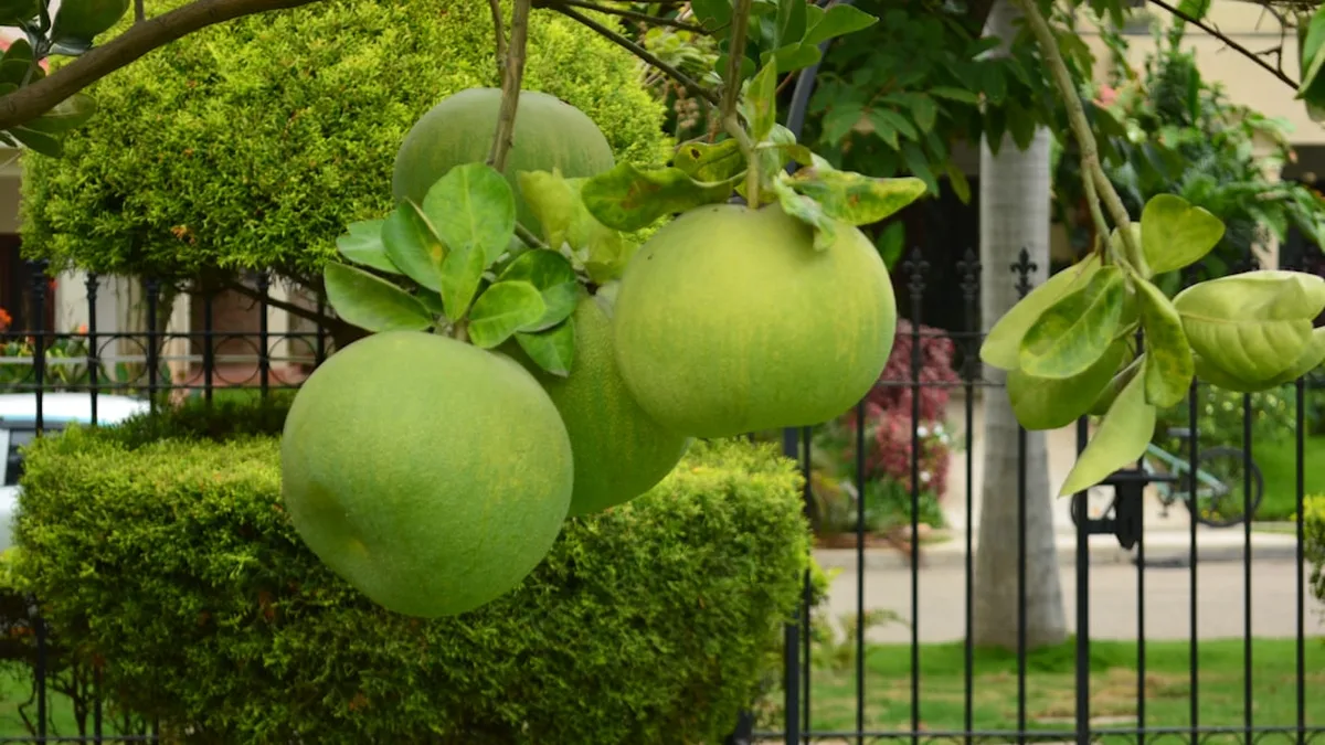 Comment tailler un citronnier