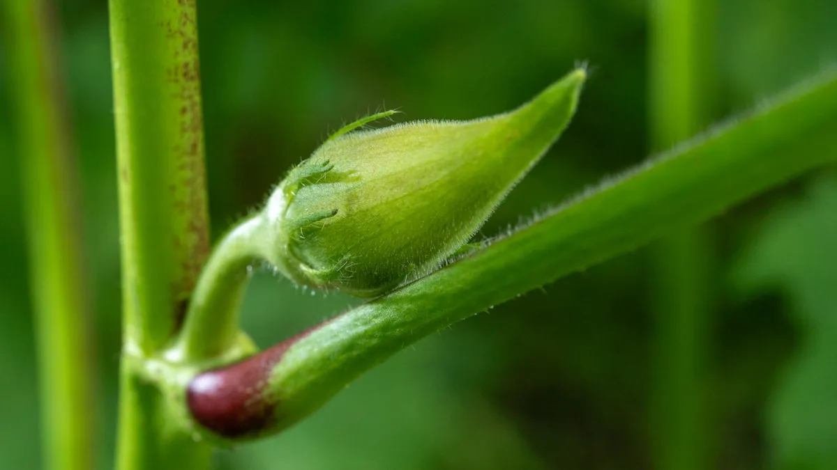 Les 5 erreurs de taille qui coûtent une floraison entière