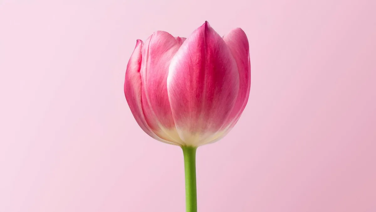Fleur de saison février : les réponses aux questions fréquentes