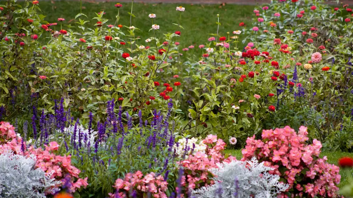 Fleurs vivaces à planter en ce moment : comprendre et agir