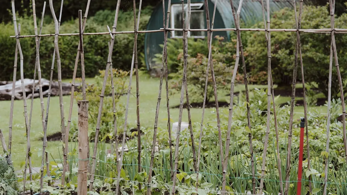 Framboisier quand planter : tailler framboisier
