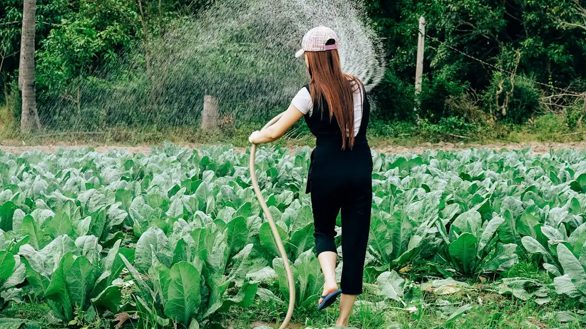 Paillage du potager : comprendre et agir