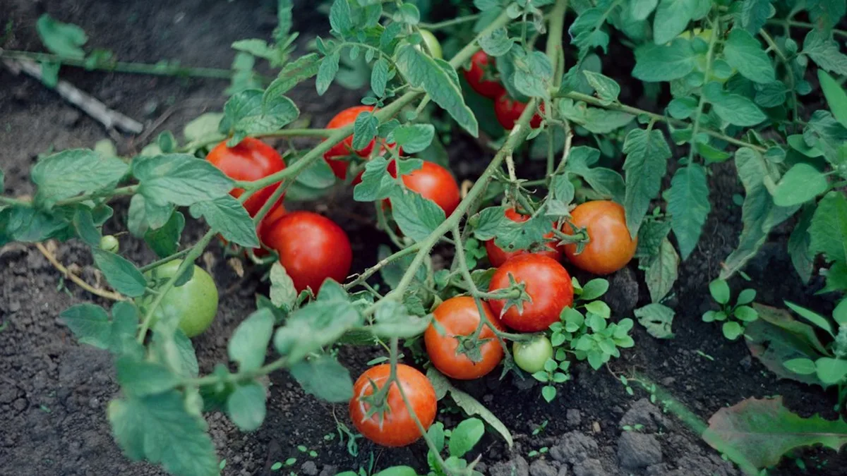 Paillage tomates : définition, effets et limites