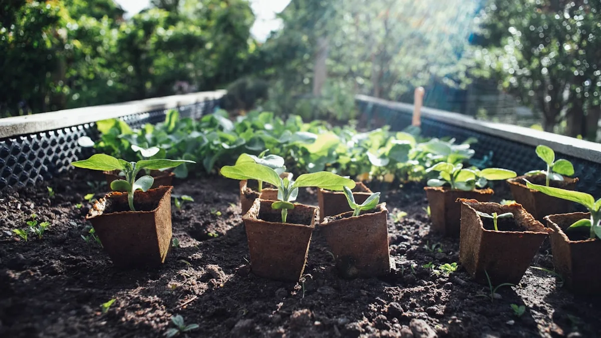 Quand planter courgette : fleur de courgette
