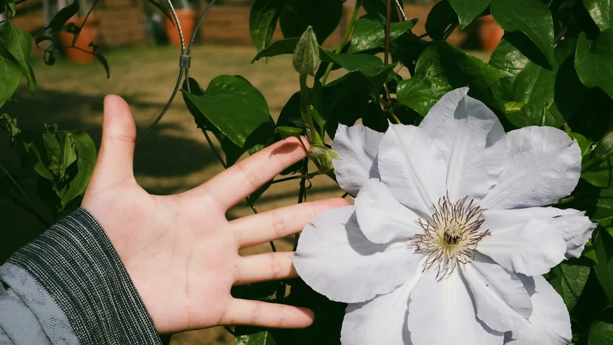 Quand planter des clématites : définition, effets et limites