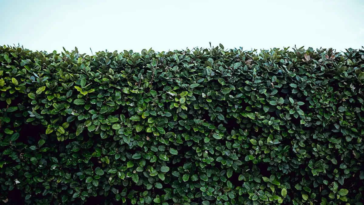 Quand planter des haies : comprendre et agir