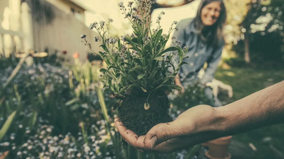 Quand planter des herbes aromatiques : comprendre et agir