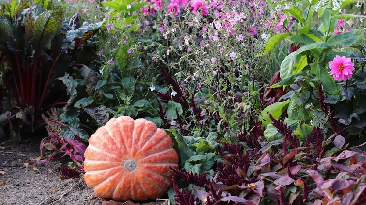 Quand planter les dahlias : dahlia fleur