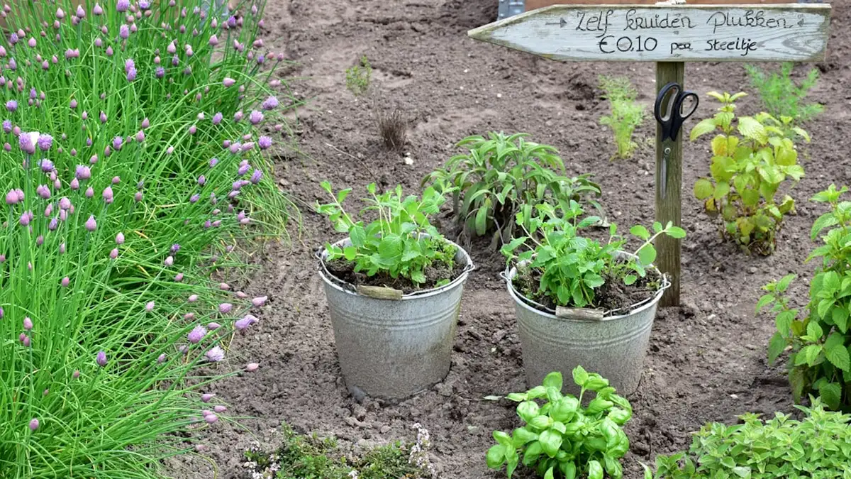 Quand planter les rosiers : rosier quand tailler