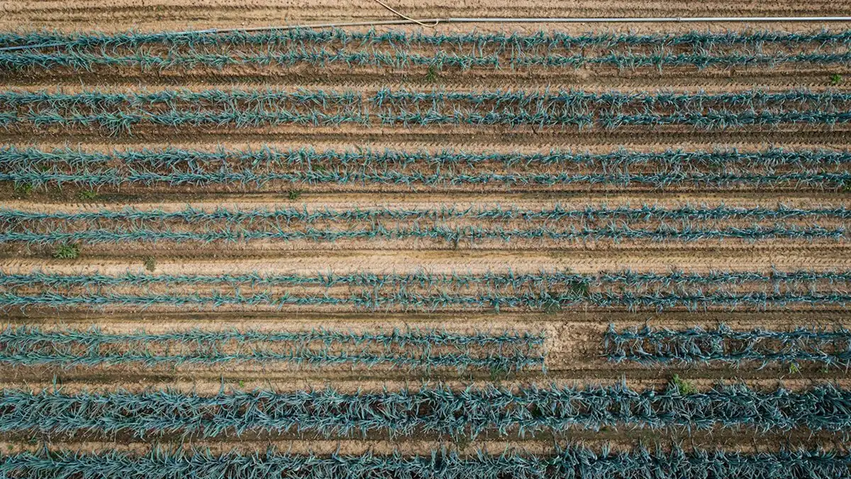 Les conditions qui décident : climat, région, gel