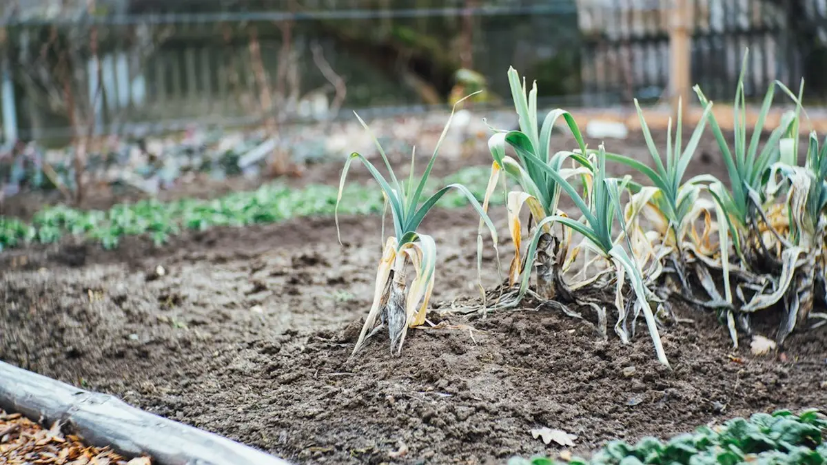 Quand planter poireau d hiver : ce qu’il faut savoir