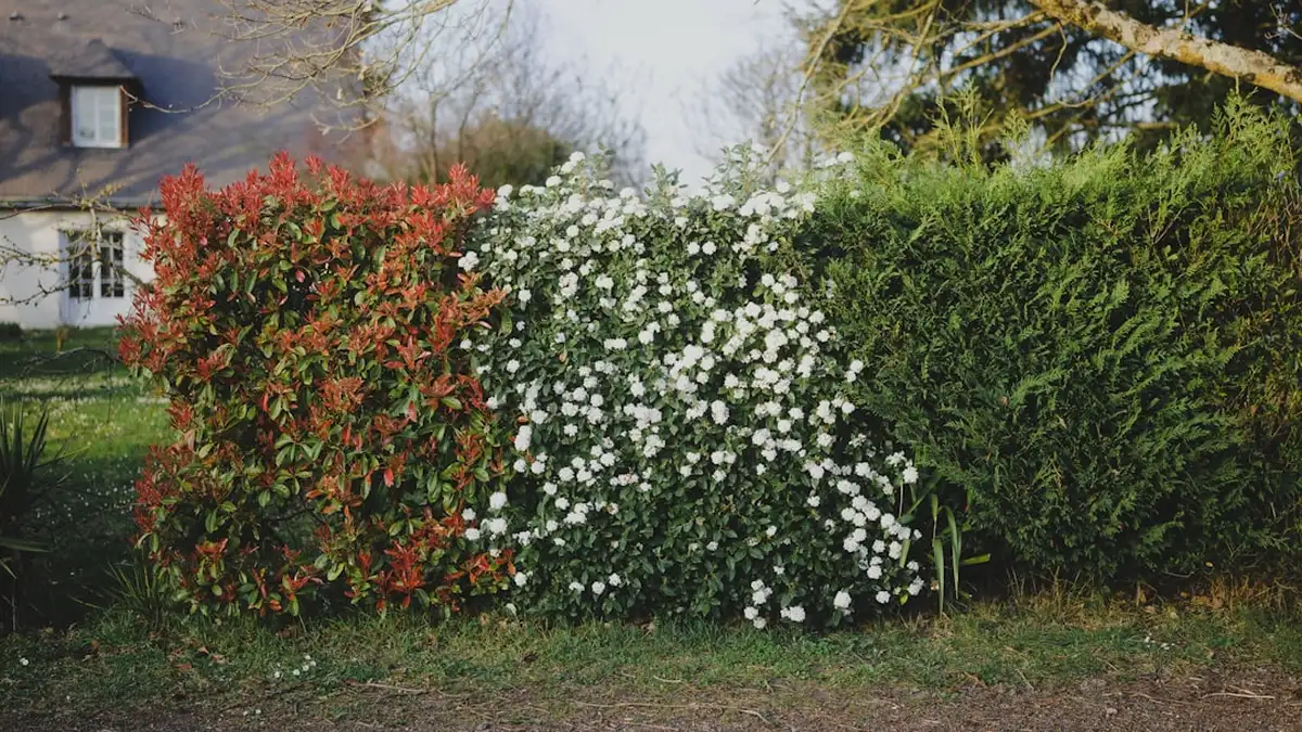Quand tailler photinia : taille photinia